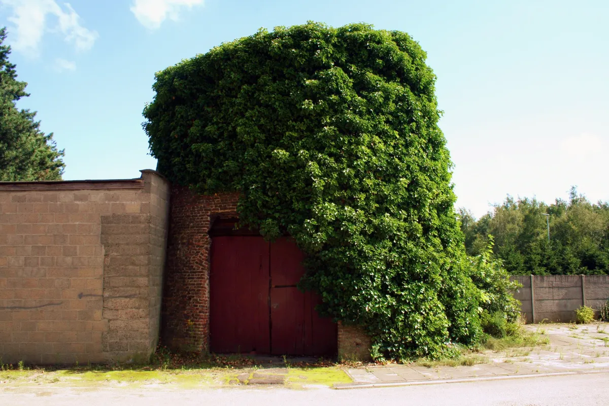 Witte Molen Molen Embrechts